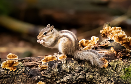 Eekhoorn 🐿