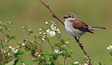 Grauwe klauwier vrouw