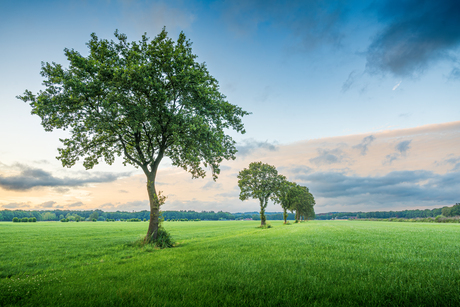 Bomen bij zonsondergang 