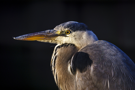 Reiger in het zonnetje