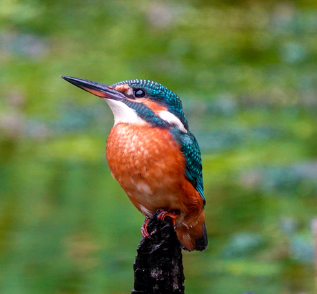 IJsvogel