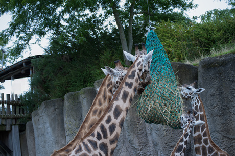 Dierentuin Emmen