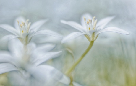 White star