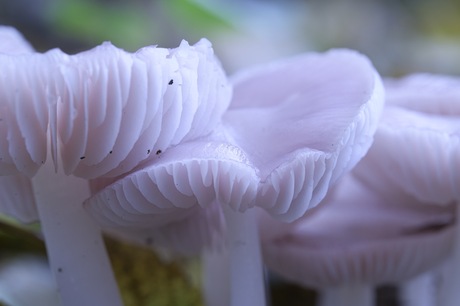 Beauty in pink