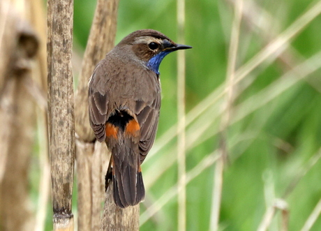 blauwborst
