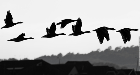 Silhouetten van vliegende Grauwe ganzen