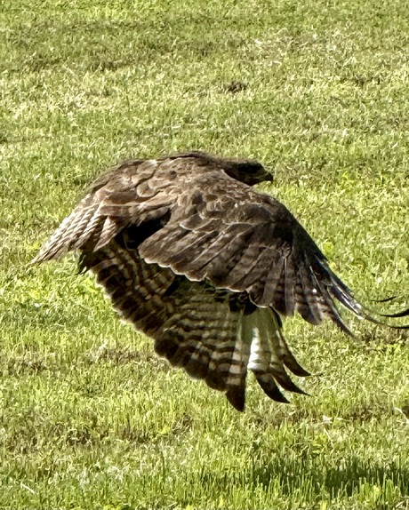 Buizerd