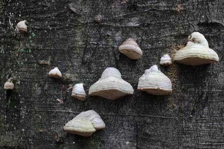 Natuurlijke UFO's