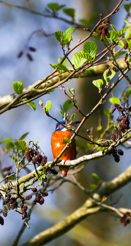 IJsvogel 