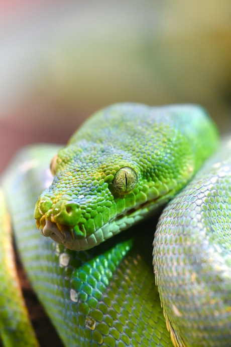 Morelia viridis