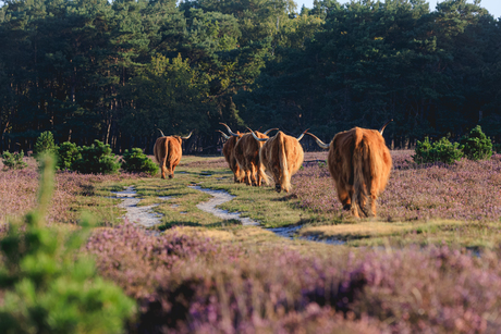 de dames gaan naar huis 