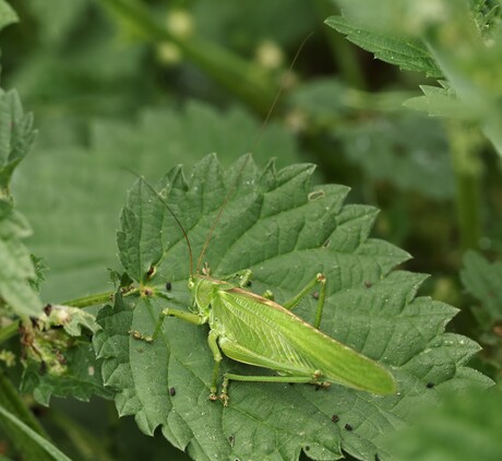 Grote Groene Sabelsprinkhaan.