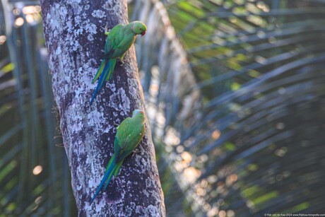 Papegaaien in Sri Lanka