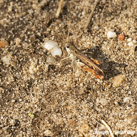 Wie insecten niet eert, ........