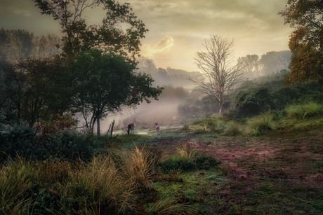 Zonsopkomst in de Waterleidingduinen