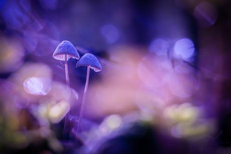 KLEURRIJKE  HERFST