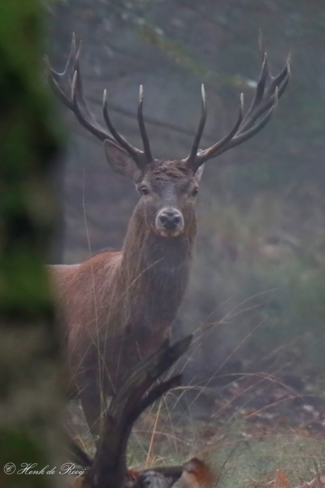 Edelhert in de mist