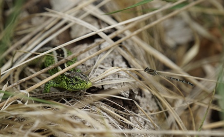 Zandhagedis en juffer