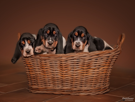Drie Keer Basset: Puppymagie in de Mand.