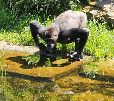 Dorstige gorilla