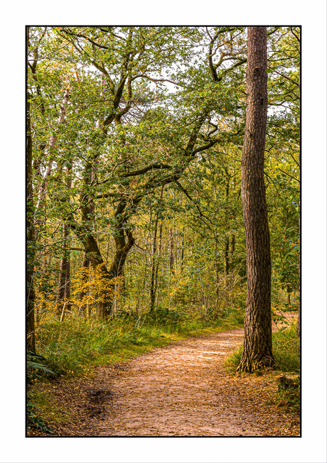 bospad Lage Vuursche