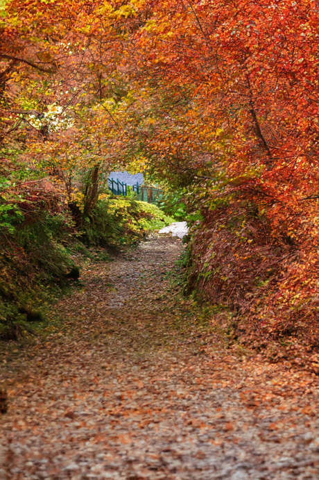 wandelen in de bladeren