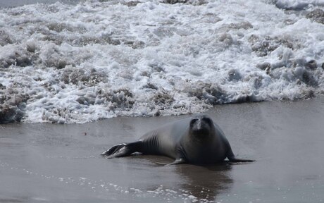 Elephant seal