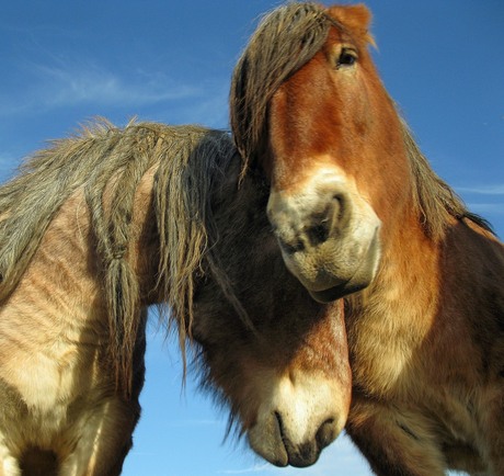 Mag ik dan bij jou zijn ?