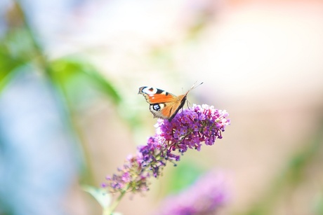 Druk vliegverkeer in de tuin...