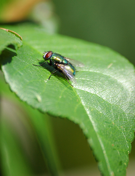 Vlieg op blad
