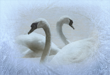 ICY SWAN FANTASY