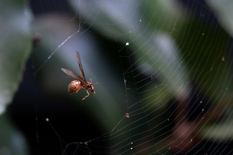spinnenweb met gevangen prooi