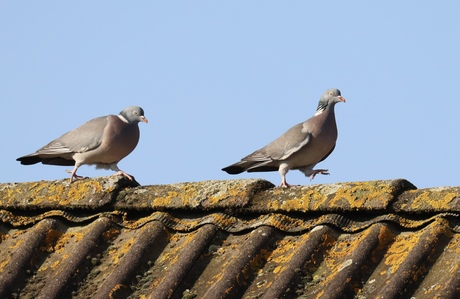 Wandelende Houtduiven