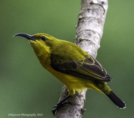 Sun bird