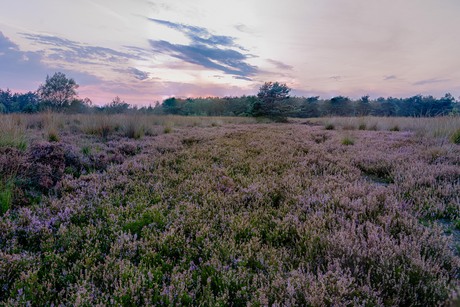 Een natuurmomument in beeld