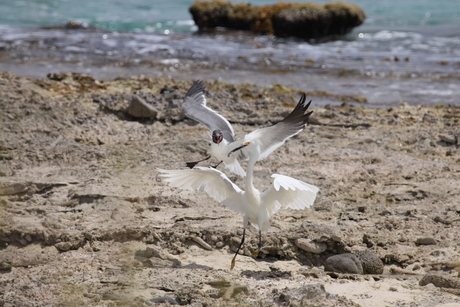 Grote witte reiger