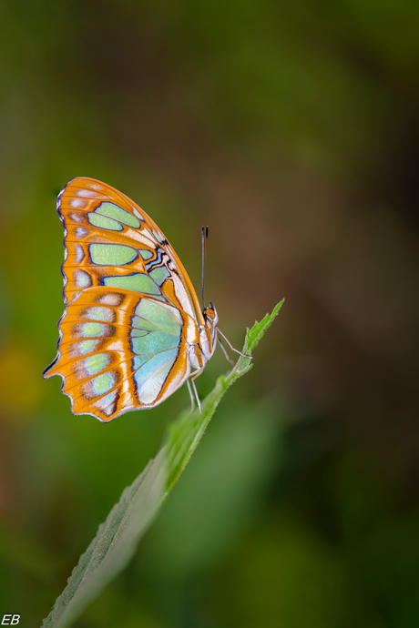 Siproeta Stelenes