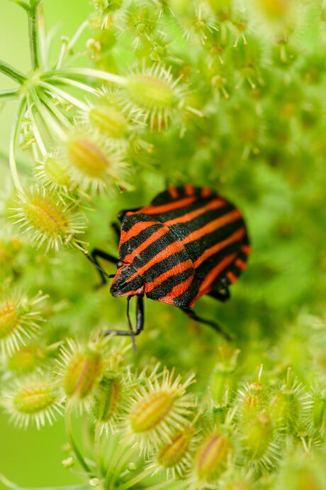 Pyamawants klimt uit zijn/haar bedje