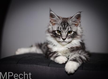 Tommy ChaGIDAbuba Cattery 
