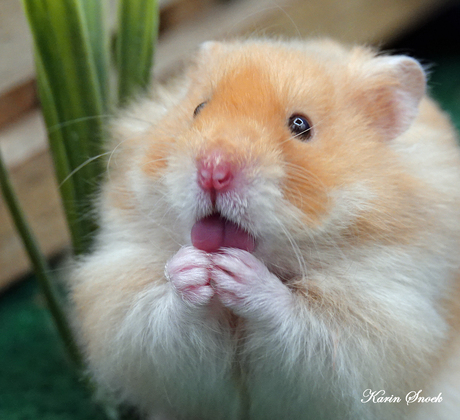 "Hallo....zit er iets op mijn tong.......?"