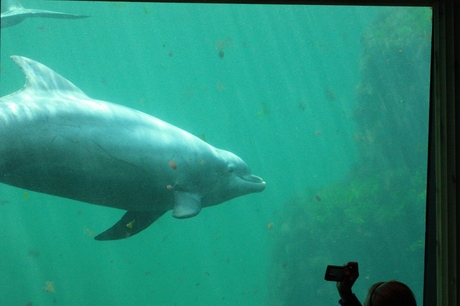 dolfijntje achter glas