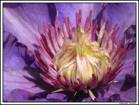 Hart van de Clematis