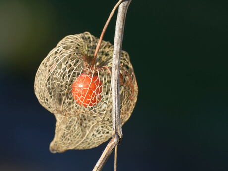 Lampion