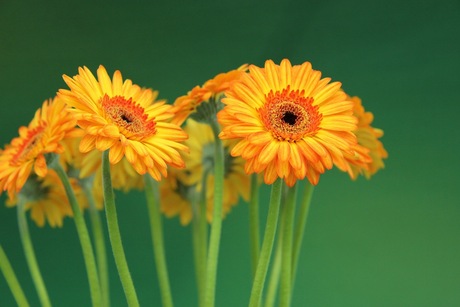 Gerbera's