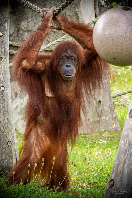 Orang-oetan in pairi daiza 