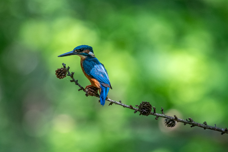 ijsvogel