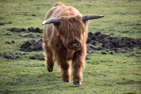 Huppelde Schotse Hooglander