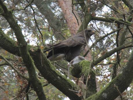 Buizerd met prooi