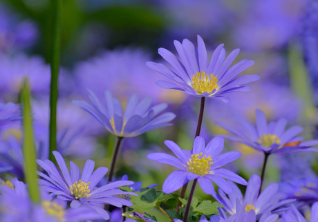 Anemone blanda