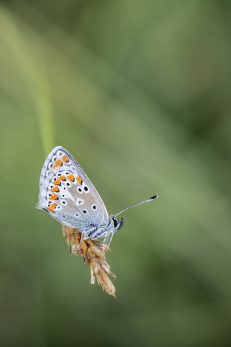 Vlinder speurtocht 